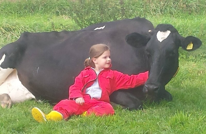 Koeknuffelarrangement